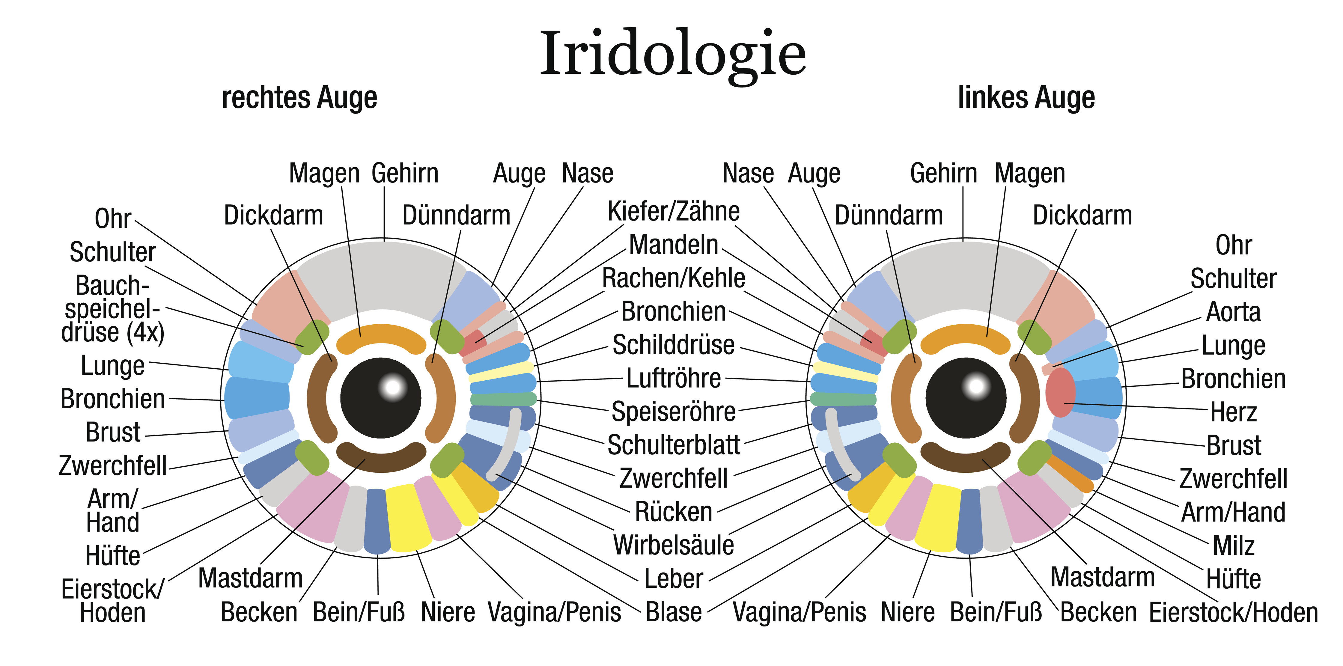 Iridology or iris diagnostic chart with accurate description of the corresponding internal organs and body parts - german labeling. Isolated vector illustration on white background.